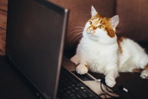 Przemyt zwierząt - filmy, które mogą do niego zachęcać