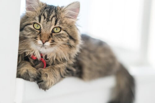 Niemiecki kot długowłosy