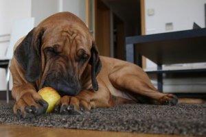 Zęby psów - jaka żywność wspomaga higienę uzębienia
