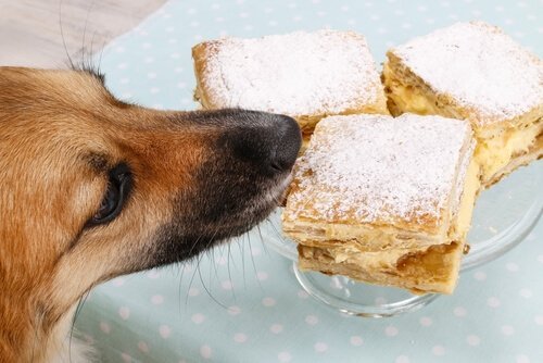 pies kradnący ciasto
