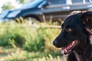 Wiosenny urlop - 5 miejsc w które możesz zabrać swojego psa