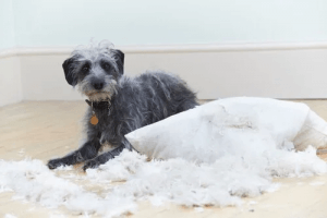 Problemy behawioralne u psów: 6 przykładów