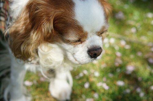 Problemy z oczami u psa pies uległ wypadkowi