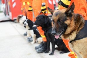 Psy poszukiwawcze - wszystko, co powinieneś wiedzieć