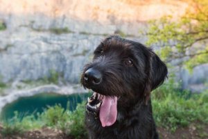 „Psy rasy mieszanej są zdrowsze” - czy to prawda?