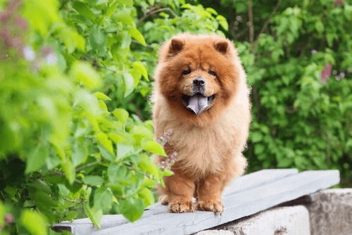psy zaprzęgowe chow chow
