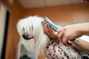 Sierść Twojego psa - kiedy należy ją przycinać?