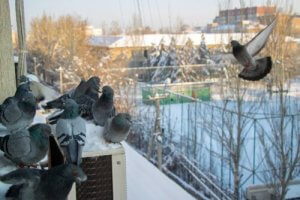 Gołębie - 7 sposobów na odstraszenie 