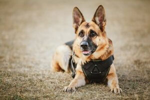 Imiona dla psów policyjnych zaczerpnięte z mitologii