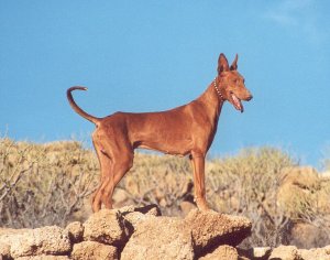 Podenco kanaryjski – bardzo osobliwa rasa psa.