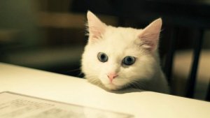 Niewielkie mieszkanie – najlepsze rasy psów i inne zwierzęta