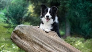 Border Collie – trening jednego z najinteligentniejszych psów