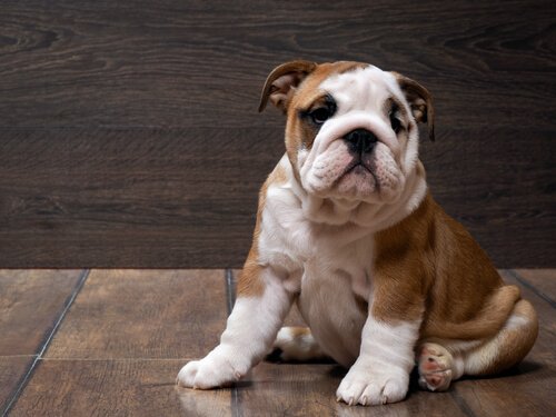 bulldog