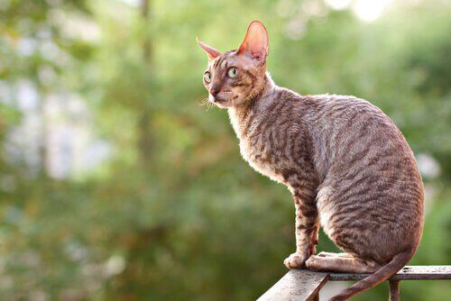 Cornish rex rasy kotów krótkowłosych