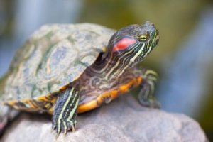 Gatunki inwazyjne: 6 egzotycznych przykładów