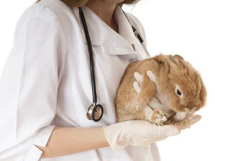 Królik u weterynarza
