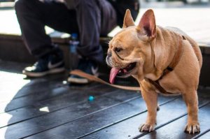 Smycz dla Twojego psa - wybierz najlepszą