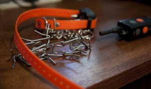 Obroże karzące zagrażają zdrowiu Twojego pupila