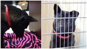 Spanie psa, który doznał złego traktowania