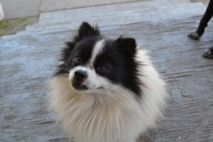 Pies pamięta wszystko, co robisz. Bądź ostrożny!