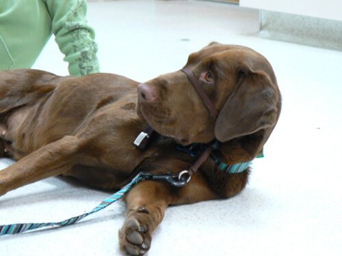 Pies z kagańcem u weterynarza