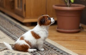 Zwierzęta w mieszkaniu – kompendium wiedzy.