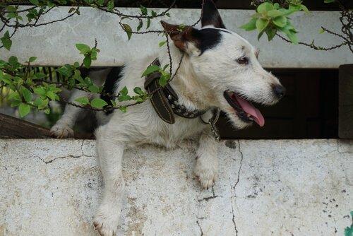 Pies ucieka przez płot