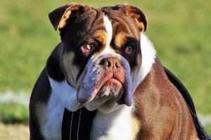 Utrzymanie psa - ile tak naprawdę kosztuje?