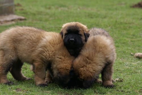 Dwa duże psy z Estrela