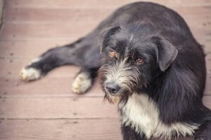 Krokiety antykoncepcyjne dla bezpańskich psów