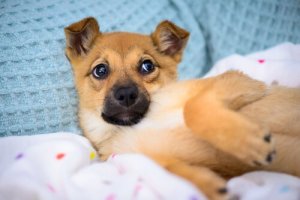 To nie hobby - zwierzę to żywa istota