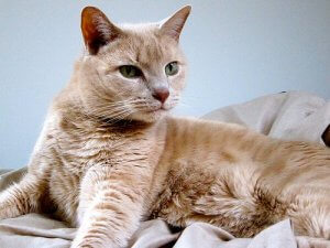 Sterylizacja kota - w jakim celu się ją wykonuje?