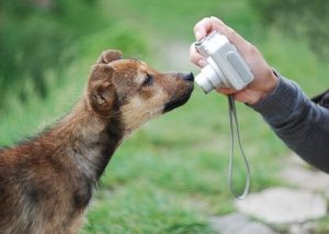 Fotografowanie psów - jak zrobić dobre zdjęcia