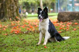 Border Collie - co wiemy o tej rasie?
