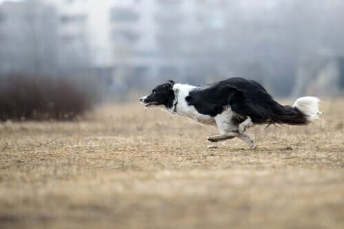 border collie w biegu