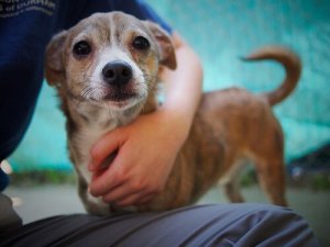 Objawy astmy u dzieci – Czy psy mogą je zmniejszać?