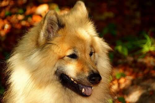 eurasier