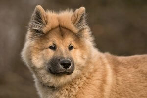 Eurasier - krzyżówka chow-chowa