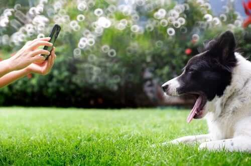 fotografowanie psów porady