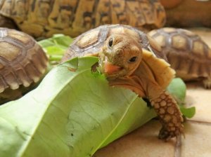 Karmienie żółwi pustynnych – jak powinna wyglądać ich dieta?