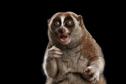 Kukang - nielegalny przemyt zwierząt