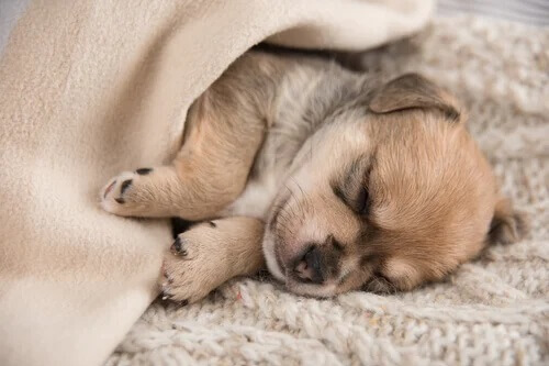 Śpiący szczeniak