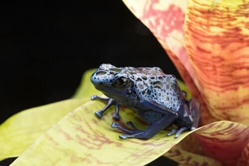 Ubarwienie ostrzegawcze drzewołazowatych