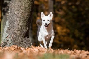 Canaan dog - Dziki od kilku pokoleń