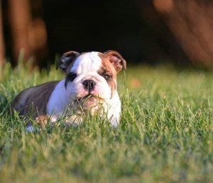 Naturalne leki na drobne problemy zdrowotne zwierząt