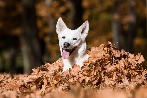 canaan dog zachowanie