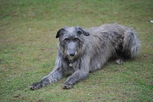 Chart szkocki czyli oryginalny Deerhound