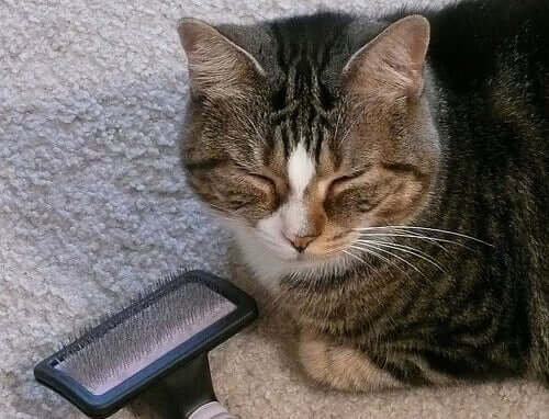 Czesanie i kąpanie kota - praktyczne porady