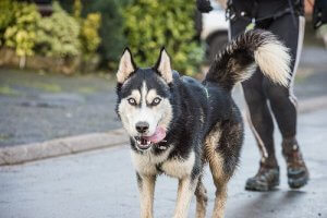 Spacer z psem - świetny sposób na schudnięcie!