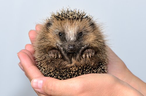 jeż jako zwierzę domowe